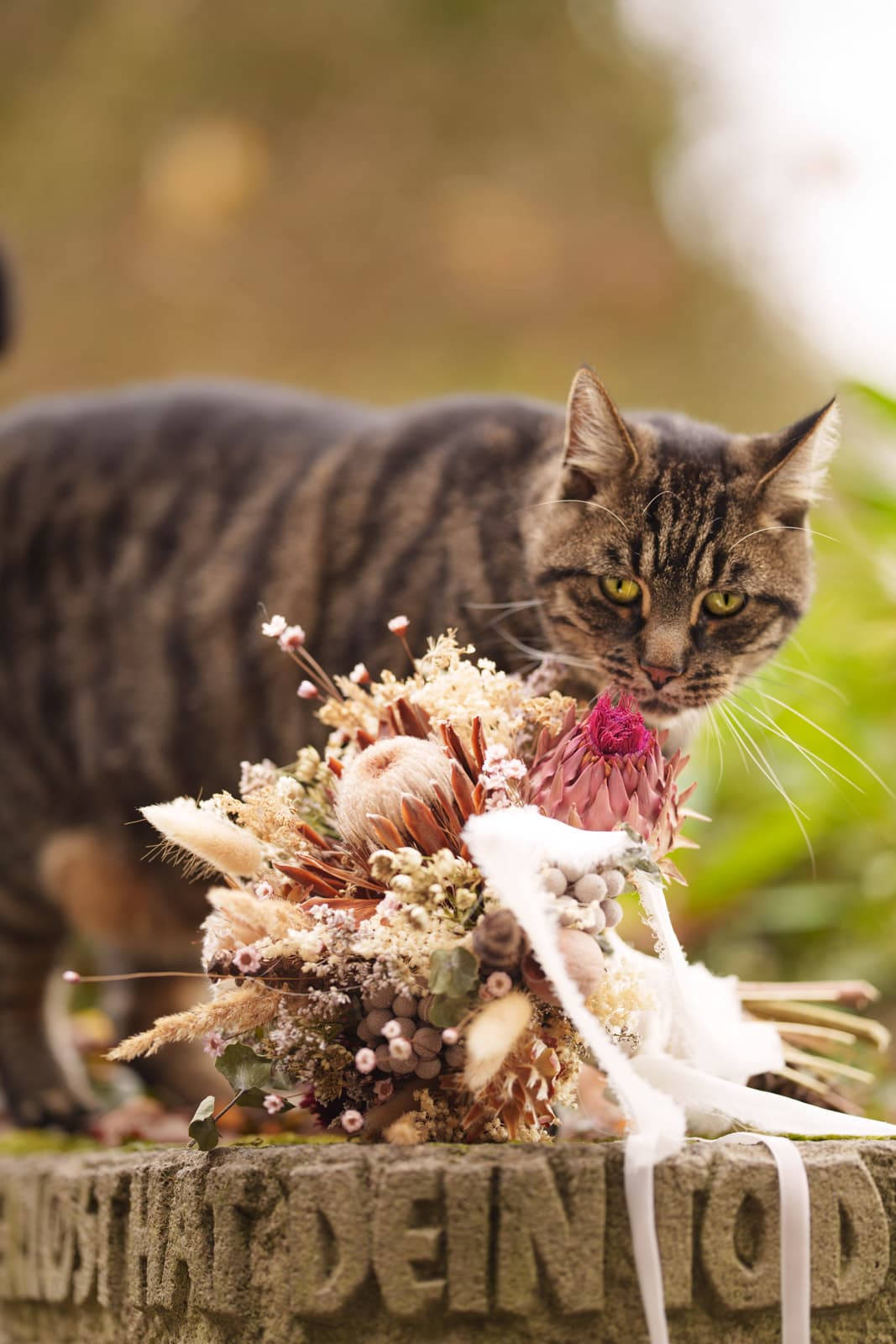 Getigerte Katze schnuppert an Trockenblumen-Brautstrauß auf bemoster Steinkante